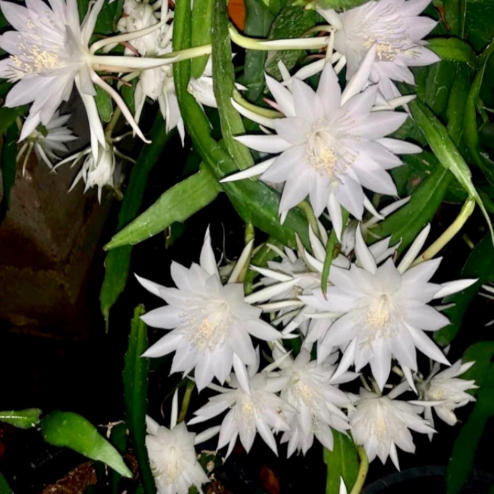 2 Cuttings Fragrance White Hookeri Epiphyllum orchid cactus (with roots)